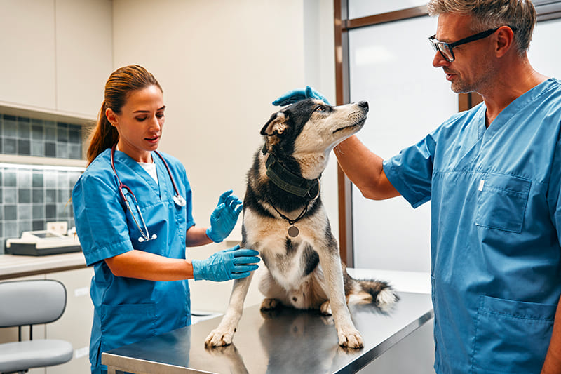 Urgences Vétérinaires à Rouen 7j/7