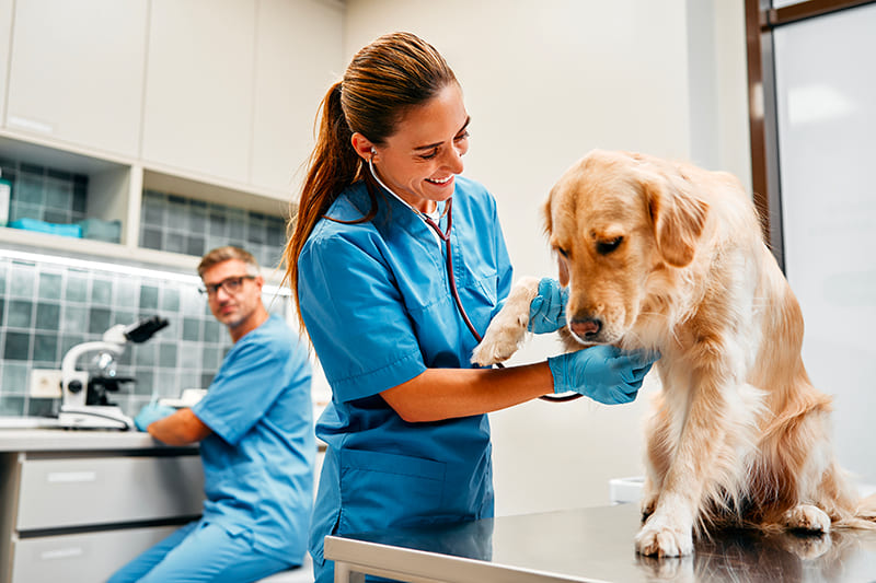 Urgences Vétérinaires à Rouen 7j/7